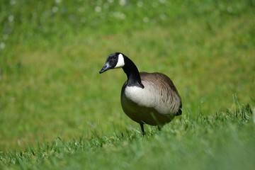 goose alerting