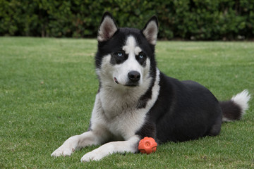 Siberian husky on grass