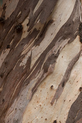 Textured background pattern of peeling bark