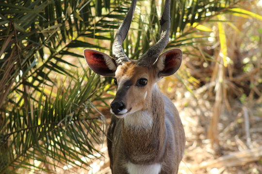 A curious bushbuck in Kruger National Park in South Africa