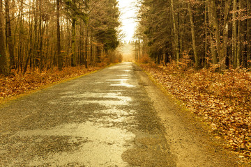 Fototapeta premium country road in the forest on misty day