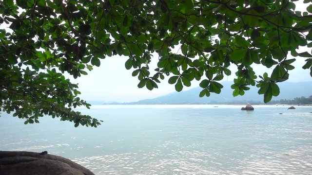 Panoramic View on a Seascape under a Loppy Spreading Tree. Slow Motion