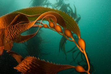Giant Kelp Growing in Monterey, California