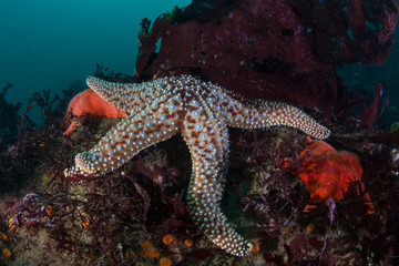 Colorful Starfish on Seafloor of Kelp Forest in California