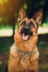 German Shepherd is sitting in park with dog-collar.