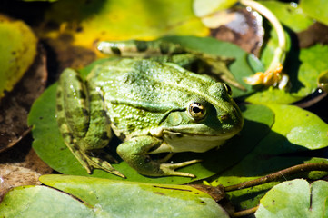 Frosch