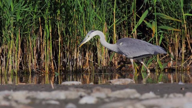 Junger Graureiher (Ardea cinerea) bei seiner ersten Jagd auf Fische