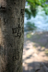 나무에 새겨진 중국 이름