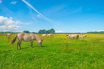 Horses in wetland in summer