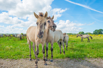 Obraz na płótnie Canvas Horses in wetland in summer