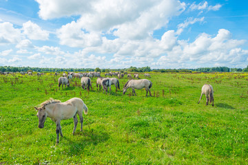 Naklejka na ściany i meble Horses in wetland in summer