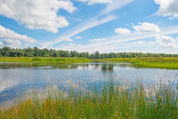 Shore of a lake in summer 
