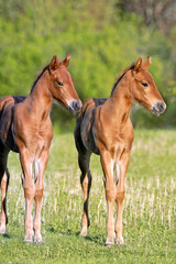 Naklejka na ściany i meble Two Quarter-Horse Foals standing together at pasture