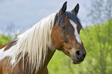 Headshot of Pinto Arabian gelding out at pasture.
