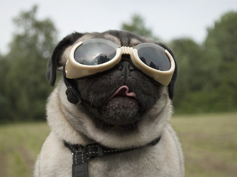 Blije hond, mopshond, met hondenbril