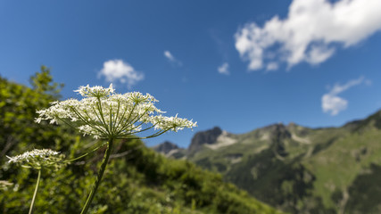 Giersch vor Bergpanorama und blauem Himmel