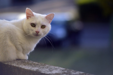White cat