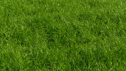 Green grass texture from a field