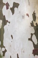 Wooden texture. Platan tree