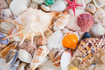 Shells and starfish on sandy beach. Summer background. Summer co