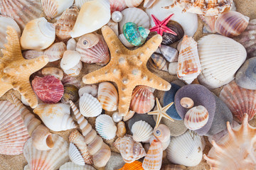 Shells and starfish on sandy beach. Summer background. Summer co