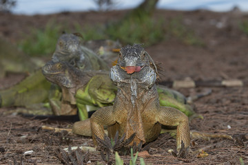 Portrait of Green Iguana with a mouthful