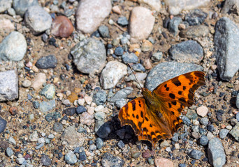 Fototapeta na wymiar Tortoiseshell butterfly Nymphalis xanthomelas