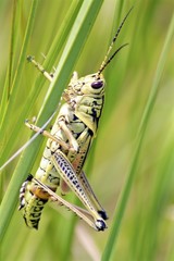 Eastern lubber grasshopper at the Everglades 