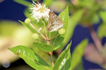 Obraz premium Wild Butterfly, Shark Valley, Florida everglades