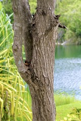 Tree trunk by the lake at the Miami zoo