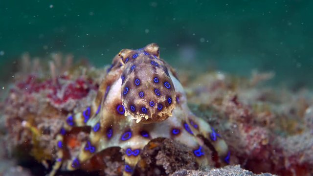 Blue-ringed octopus (Hapalochlaena sp.) hunting