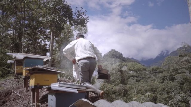 Hispanic Beekeeper smoking to calms bees in order to collect their honey on the Ecuadorian jungle. slow motion