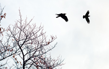 Black crows against cloudy sky