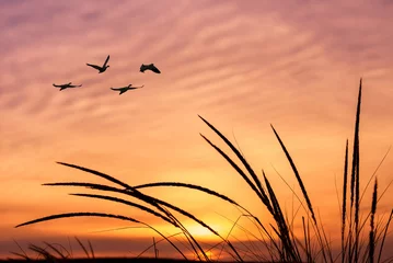 Fotobehang Oranje lucht bij zonsondergang of zonsopgang met vliegende vogels © mbolina