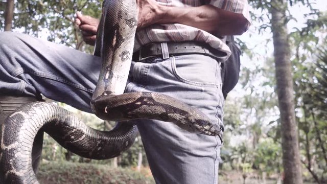 Man caressing a domesticated boa constrictor moving slowly around his neck