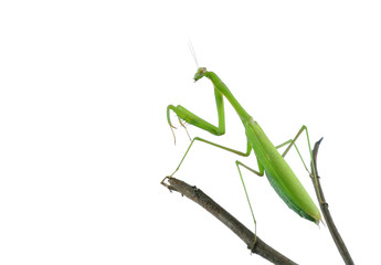 Mantis on white background