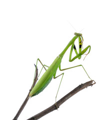 Mantis on white background