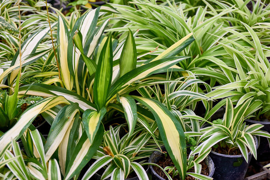  Spider Plant Leaves