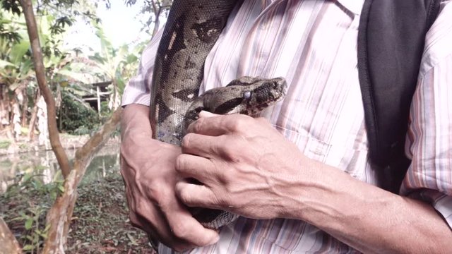 Man caressing a domesticated boa constrictor moving slowly around his nek