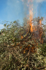 Olive branches and fire