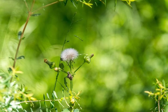 Dandelion Flower with green background