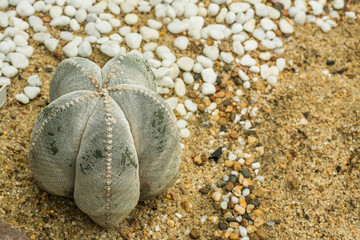 Bishop's cap cactus, Astrophytum myriostigma