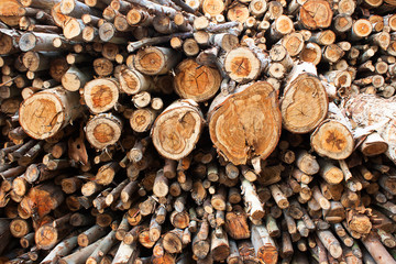 Wood, eucalyptus. A pile of wood in the outdoor patio been waiting for transport to the factory.