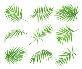 Green palm leaves on white background