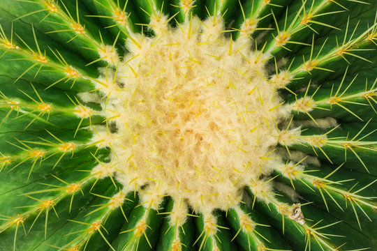 Close up photo of cactus needles