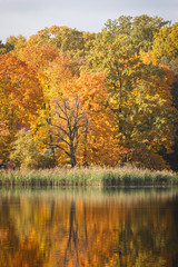Fototapeta na wymiar Trees with orange leaves and pond in autumn park