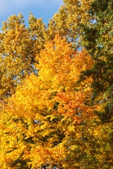 Trees with orange leaves on blue sky background