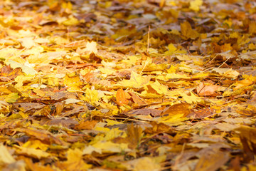 Heap of orange leaves in autumn park on sunny day