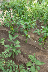 Fresh green tomatoes