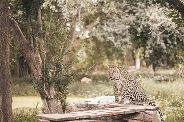 Leopard on the tree